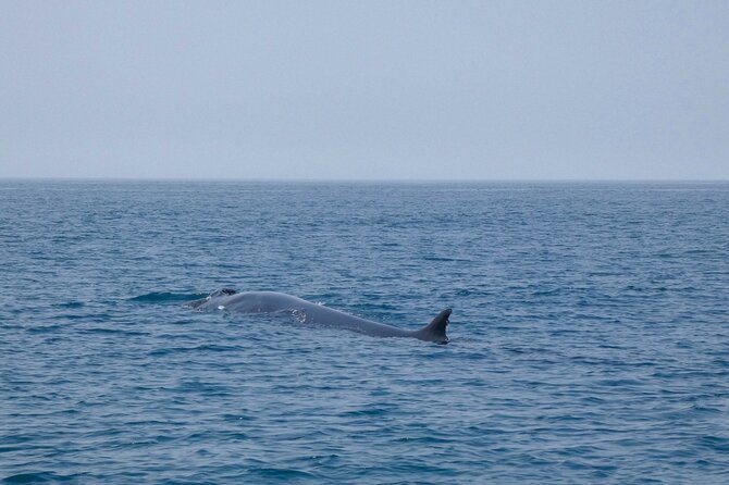 Observation of Dolphins and Whales with Marine Biologist in Arrábida - Who should book this dolphin and whale cruise out of Sesimbra?
