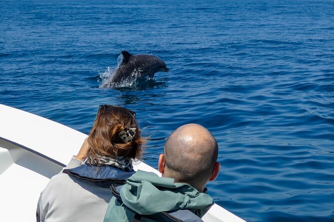 Observation of Dolphins and Whales with Marine Biologist in Arrábida - The marine biologist talk: what you learn while dolphins are still around