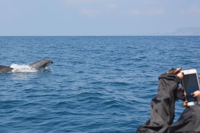 Sesimbra: Arrábida Dolphin and Whale Watching tour with biologist - Dolphin and whale spotting: what you might realistically see