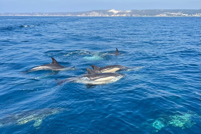 Sesimbra: Arrábida Dolphin and Whale Watching tour with biologist - The stop at Ribeira do Cavalo: snorkel masks and a real swim moment