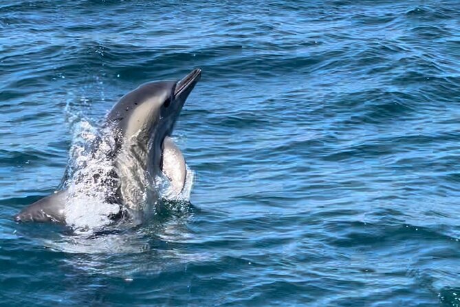 Sesimbra: Arrábida Dolphin and Whale Watching tour with biologist - Local wine, pirate tales, and the coastal story you actually remember
