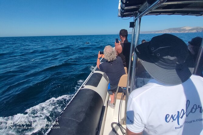 Sesimbra: Arrábida Dolphin and Whale Watching tour with biologist - Price and value: what $66.42 buys in real experience time