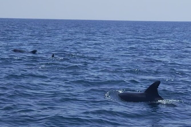 Sesimbra: Arrábida Dolphin and Whale Watching tour with biologist - Boarding and safety on the RIB: comfortable, but you need the right expectations