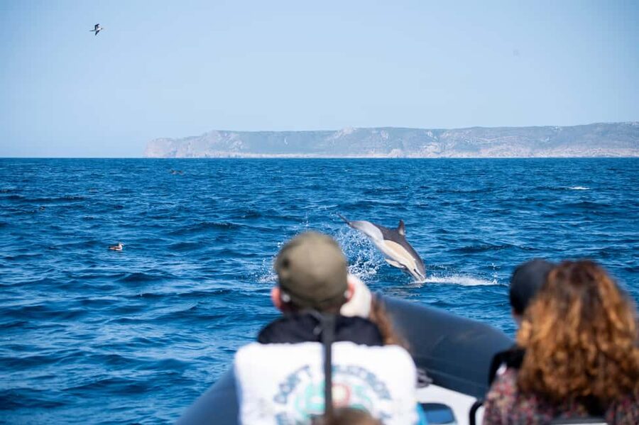 Sesimbra: Arrábida Dolphin Watching Boat Tour with Biologist - Key Points at a Glance