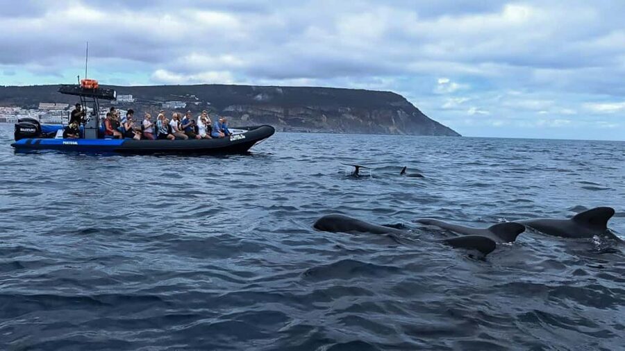 Sesimbra: Arrábida Dolphin Watching Boat Tour with Biologist - Who This Tour Suits Best (and Who Might Want Something Else)