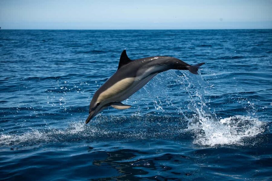Sesimbra: Arrábida Dolphin Watching Boat Tour with Biologist - Why Arrábida’s Coast Makes Dolphin Watching More Than a Flashy Sighting