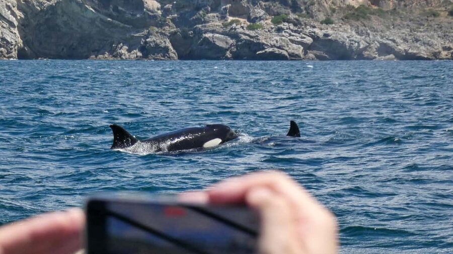 Sesimbra: Arrábida Dolphin Watching Boat Tour with Biologist - The Cruise Route, CV7Q+XV and CR6Q+WV, Where Wildlife Chances Concentrate