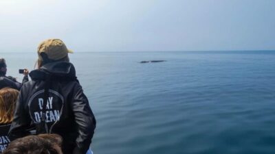 Arrábida Dolphin Watching Boat Tour with Biologist