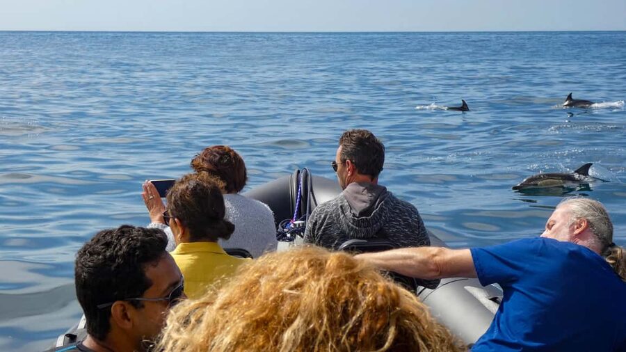 Sesimbra: Arrábida Dolphin Watching Boat Tour with Biologist - Praia da Mijona: A Quick Photo Stop With Big Coastal Payoff