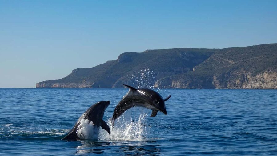 Sesimbra: Arrábida Dolphin Watching Boat Tour with Biologist - Ribeiro do Cavalo Beach: The Swim and Snorkel Window You’ll Remember