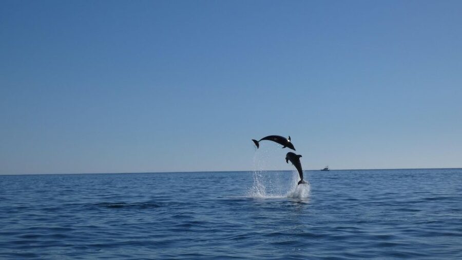 Sesimbra: Arrábida Dolphin Watching Boat Tour with Biologist - The Final Sesimbra Segment, Then Back to ESPADARTE