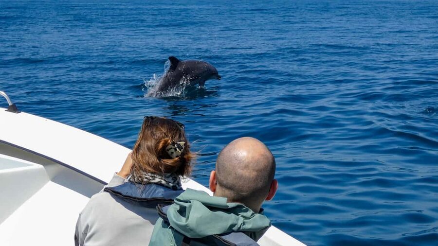 Sesimbra: Arrábida Dolphin Watching Boat Tour with Biologist - Price and Value: What $63 Gets You (and Why It’s Not Just a Ticket)