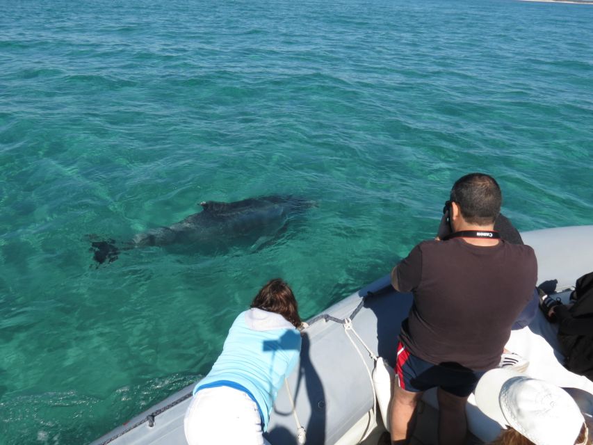 Setúbal: Dolphin Watching Boat Tour - My practical take: best ways to get the most from your outing