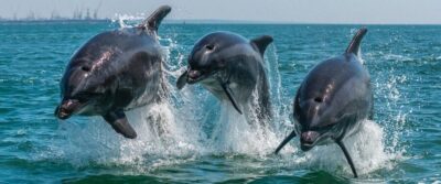 Dolphin Watching Boat Tour