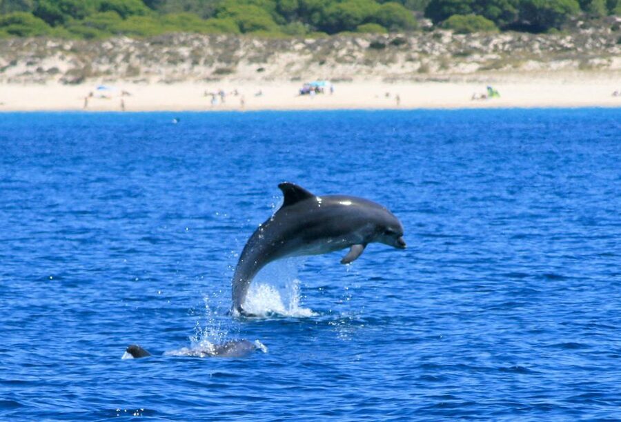 Setúbal: Dolphin-Watching Boat Tour - The Sado mouth and small islands: part of the real ecosystem