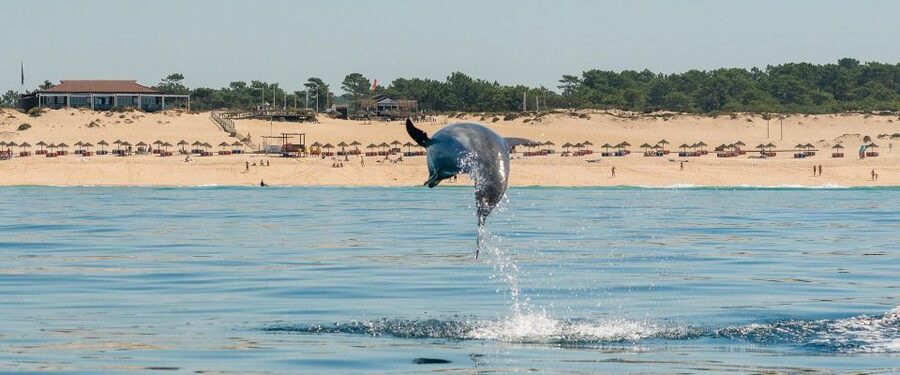 Setúbal: Dolphin-Watching Boat Tour - Packing and practical tips that help on the water