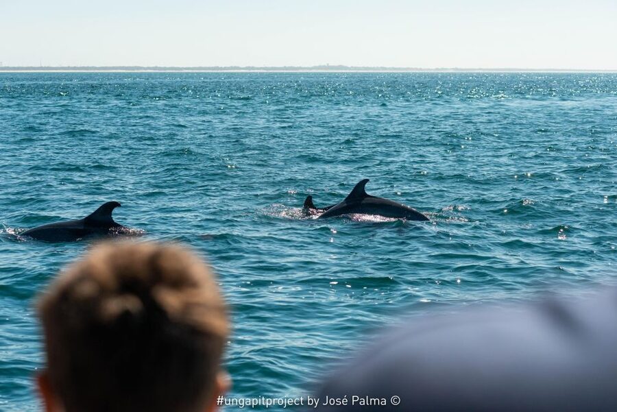 Setúbal: Dolphin Watching Boat Tour - Who this tour suits best