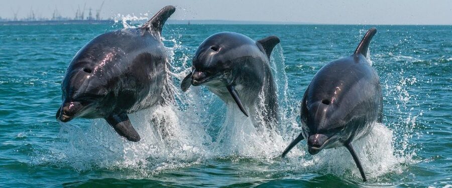 Setúbal: Dolphin-Watching Boat Tour - The full 2.5 hours, and how the timing usually feels