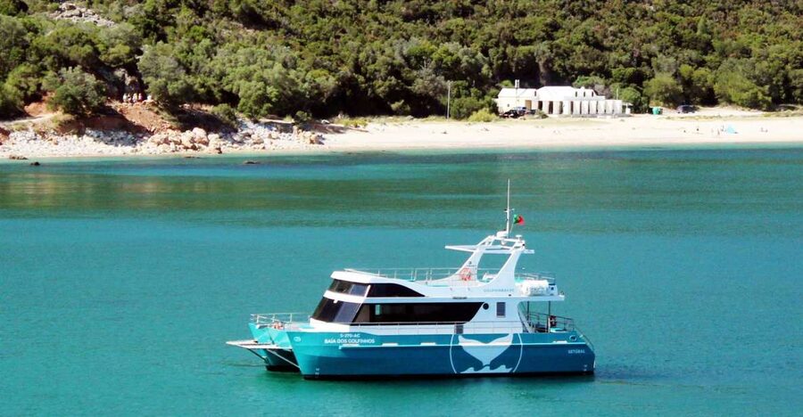 Setúbal: Dolphin Watching Tour - Why Setúbal dolphin watching feels more than a boat ride