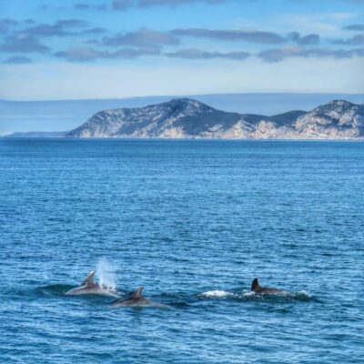 Dolphin Watching Tour