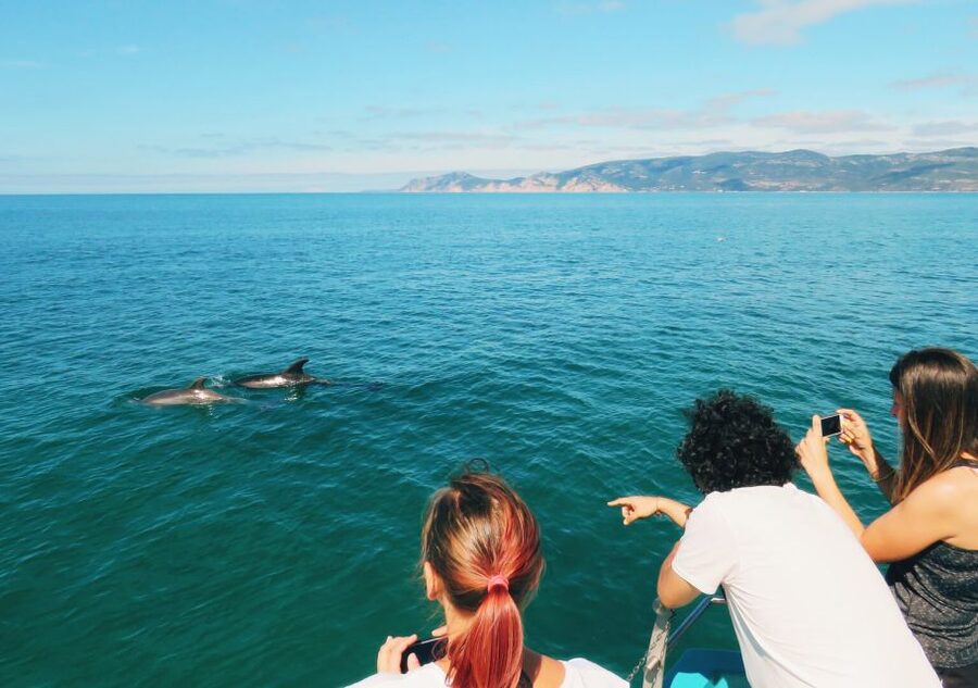 Setúbal: Dolphin Watching Tour - Price and value: what $53 buys you in real time