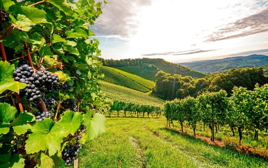 Wine Tasting - Private Half-Day Tour - Small-group touring with a host: languages, comfort, and the one thing to confirm